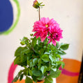Dahlia 'Dalina Maxi Mendoza (P)' - British Grown - Sprouts of Bristol