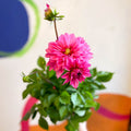 Dahlia 'Dalina Maxi Mendoza (P)' - British Grown - Sprouts of Bristol