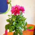 Dahlia 'Dalina Maxi Mendoza (P)' - British Grown - Sprouts of Bristol