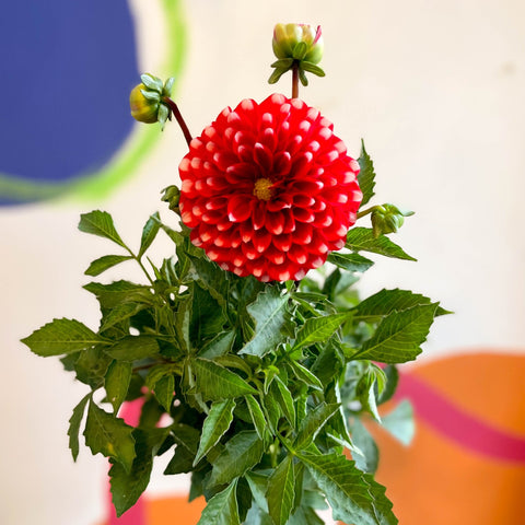 Dahlia 'Dalina Maxi Merida (P)' - British Grown - Sprouts of Bristol