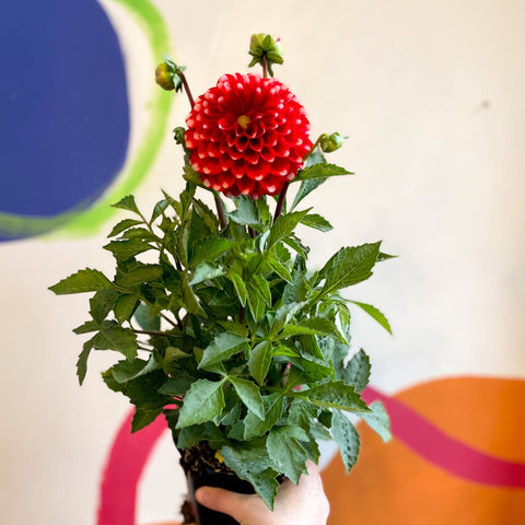 Dahlia 'Dalina Maxi Merida (P)' - British Grown - Sprouts of Bristol