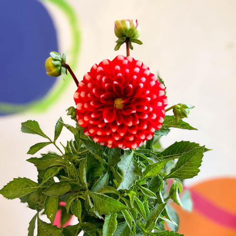 Dahlia 'Dalina Maxi Merida (P)' - British Grown - Sprouts of Bristol