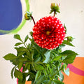 Dahlia 'Dalina Maxi Merida (P)' - British Grown - Sprouts of Bristol