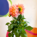 Dahlia 'Dalina Maxi Peach (P)' - British Grown - Sprouts of Bristol