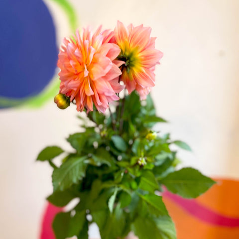 Dahlia 'Dalina Maxi Peach (P)' - British Grown - Sprouts of Bristol