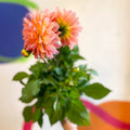 Dahlia 'Dalina Maxi Peach (P)' - British Grown - Sprouts of Bristol
