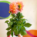 Dahlia 'Dalina Maxi Peach (P)' - British Grown - Sprouts of Bristol