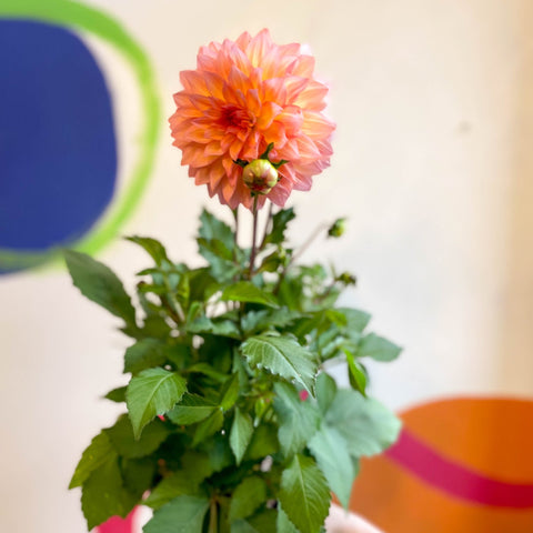 Dahlia 'Dalina Maxi Peach (P)' - British Grown - Sprouts of Bristol