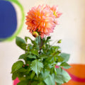 Dahlia 'Dalina Maxi Peach (P)' - British Grown - Sprouts of Bristol