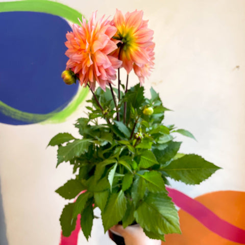 Dahlia 'Dalina Maxi Peach (P)' - British Grown - Sprouts of Bristol