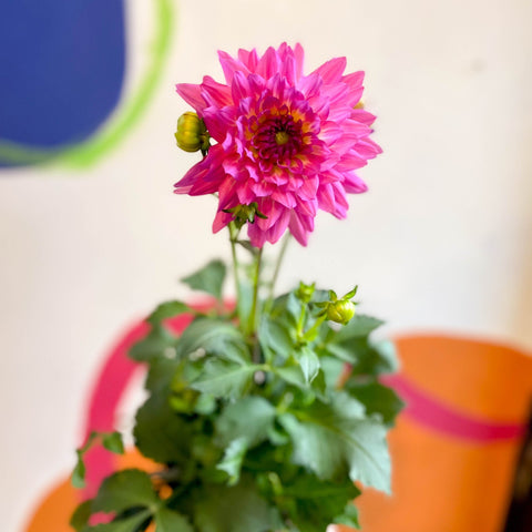 Dahlia 'Dalina Maxi Salinas (P)' - British Grown - Sprouts of Bristol