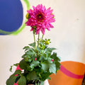 Dahlia 'Dalina Maxi Salinas (P)' - British Grown - Sprouts of Bristol