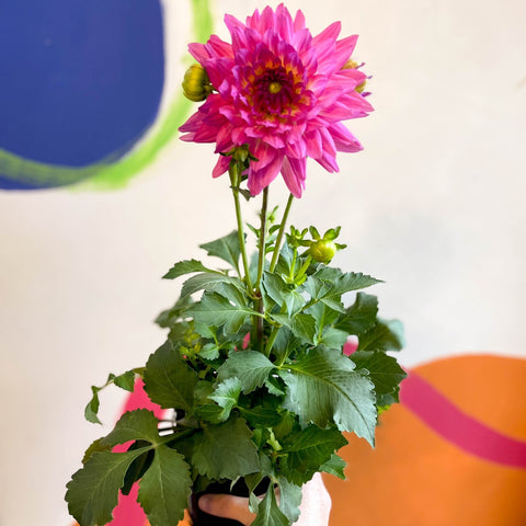 Dahlia 'Dalina Maxi Salinas (P)' - British Grown - Sprouts of Bristol
