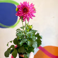 Dahlia 'Dalina Maxi Salinas (P)' - British Grown - Sprouts of Bristol
