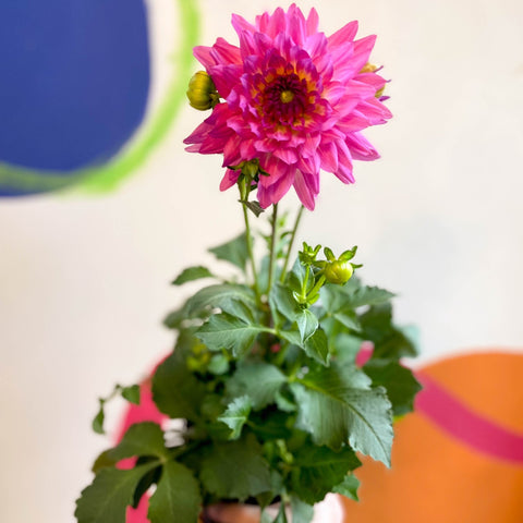 Dahlia 'Dalina Maxi Salinas (P)' - British Grown - Sprouts of Bristol