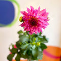 Dahlia 'Dalina Maxi Salinas (P)' - British Grown - Sprouts of Bristol