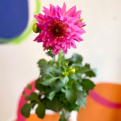 Dahlia 'Dalina Maxi Salinas (P)' - British Grown - Sprouts of Bristol