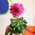 Dahlia 'Dalina Maxi Salinas (P)' - British Grown - Sprouts of Bristol