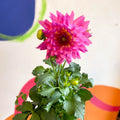 Dahlia 'Dalina Maxi Salinas (P)' - British Grown - Sprouts of Bristol