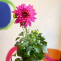 Dahlia 'Dalina Maxi Salinas (P)' - British Grown - Sprouts of Bristol