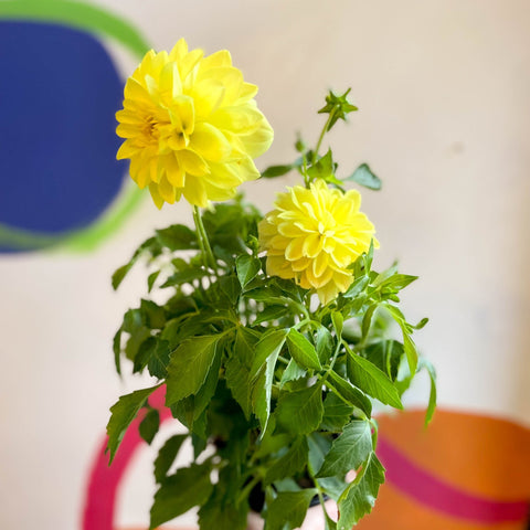 Dahlia 'Dalina Maxi Sonora (P)' - British Grown - Sprouts of Bristol