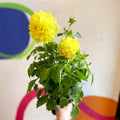 Dahlia 'Dalina Maxi Sonora (P)' - British Grown - Sprouts of Bristol