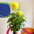 Dahlia 'Dalina Maxi Sonora (P)' - British Grown - Sprouts of Bristol
