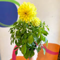 Dahlia 'Dalina Maxi Sonora (P)' - British Grown - Sprouts of Bristol