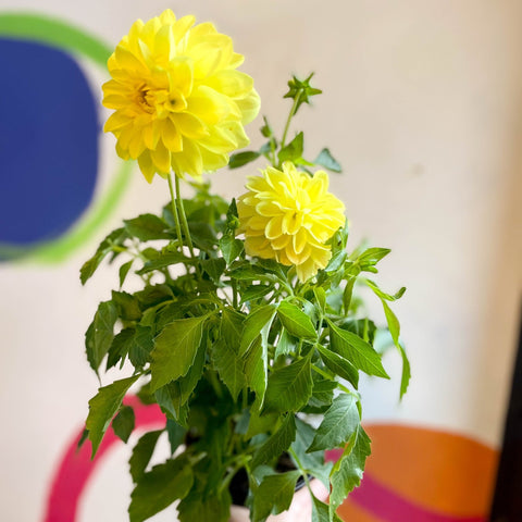 Dahlia 'Dalina Maxi Sonora (P)' - British Grown - Sprouts of Bristol