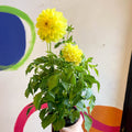 Dahlia 'Dalina Maxi Sonora (P)' - British Grown - Sprouts of Bristol