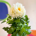 Dahlia 'Dalina Maxi White (P)' - British Grown - Sprouts of Bristol