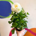 Dahlia 'Dalina Maxi White (P)' - British Grown - Sprouts of Bristol