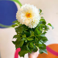 Dahlia 'Dalina Maxi White (P)' - British Grown - Sprouts of Bristol