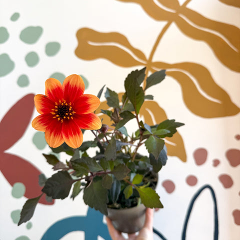 Dahlia 'Happy Days Bicolour' - Cotswold Grown Perennial - Sprouts of Bristol