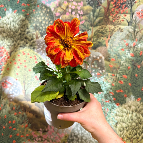 Dahlia - Mixed Colour - Sprouts of Bristol