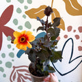 Dahlia 'Moonfire' - Cotswold Grown Perennial - Sprouts of Bristol