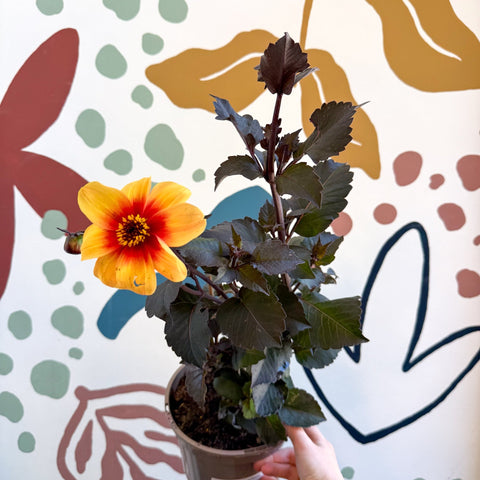Dahlia 'Moonfire' - Cotswold Grown Perennial - Sprouts of Bristol
