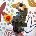 Dahlia 'Moonfire' - Cotswold Grown Perennial - Sprouts of Bristol