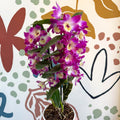 Dendrobium nobile 'Bouquet Purple Rain' - Noble Orchid - Sprouts of Bristol