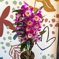 Dendrobium nobile 'Bouquet Purple Rain' - Noble Orchid - Sprouts of Bristol