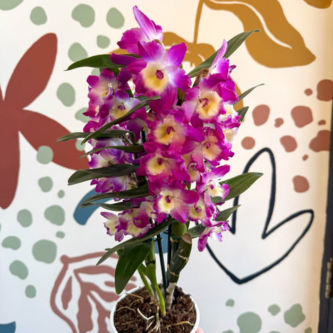 Dendrobium nobile 'Bouquet Purple Rain' - Noble Orchid - Sprouts of Bristol