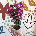 Dendrobium nobile 'Bouquet Purple Rain' - Noble Orchid - Sprouts of Bristol