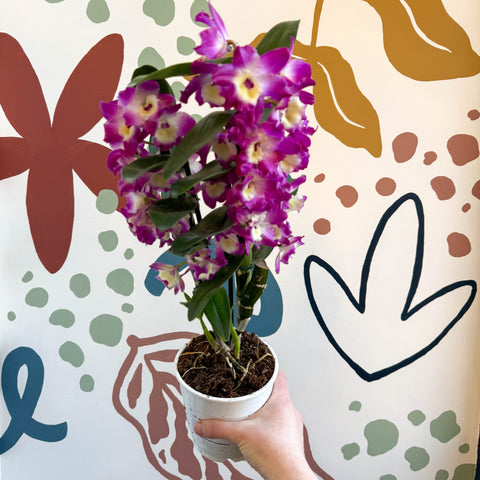 Dendrobium nobile 'Bouquet Purple Rain' - Noble Orchid - Sprouts of Bristol
