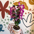 Dendrobium nobile 'Bouquet Purple Rain' - Noble Orchid - Sprouts of Bristol