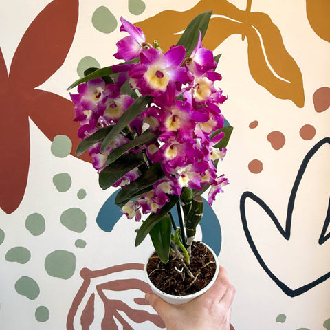 Dendrobium nobile 'Bouquet Purple Rain' - Noble Orchid - Sprouts of Bristol