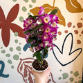 Dendrobium nobile 'Bouquet Purple Rain' - Noble Orchid - Sprouts of Bristol