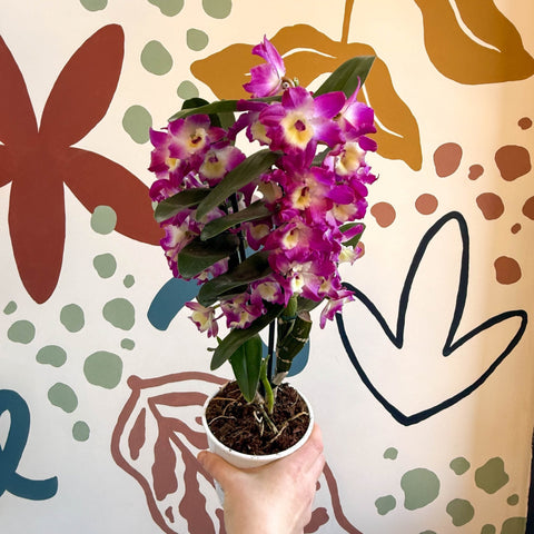 Dendrobium nobile 'Bouquet Purple Rain' - Noble Orchid - Sprouts of Bristol