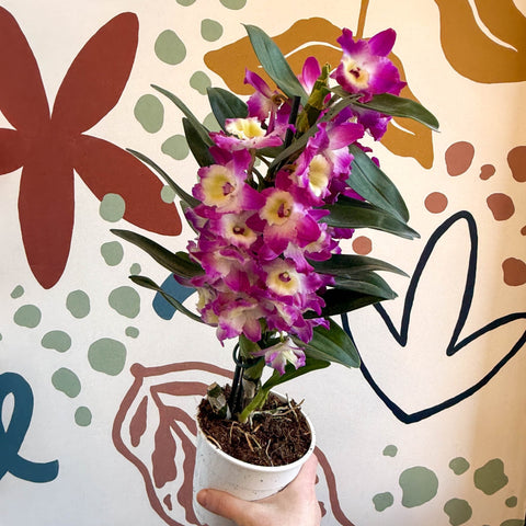 Dendrobium nobile 'Bouquet Purple Rain' - Noble Orchid - Sprouts of Bristol