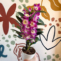 Dendrobium nobile 'Bouquet Purple Rain' - Noble Orchid - Sprouts of Bristol
