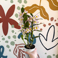 Dendrobium nobile 'Bright Eyes' - Noble Orchid - Sprouts of Bristol